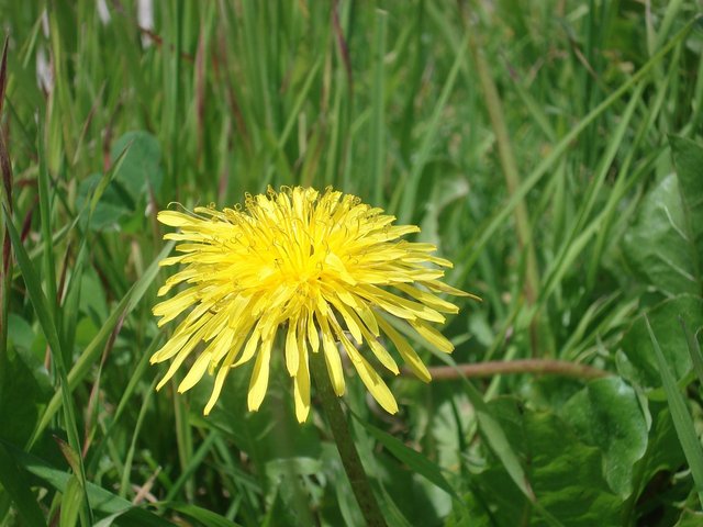 dandelion-943637_1280.jpg