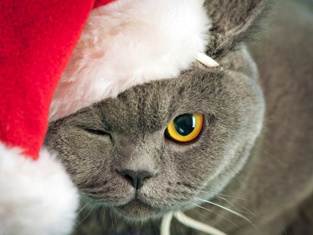 Animals___Cats_British_cat_in_a_Christmas_hat_winking_044281_29.jpg