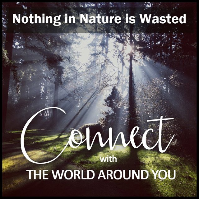 connect with the world around you nature scene nothing in nature is wasted.jpg