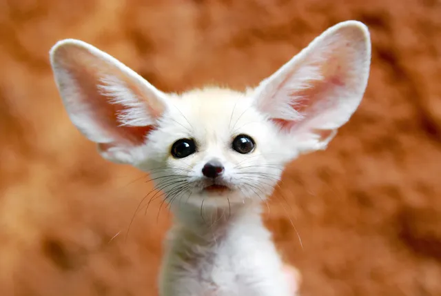 fennec fox.webp