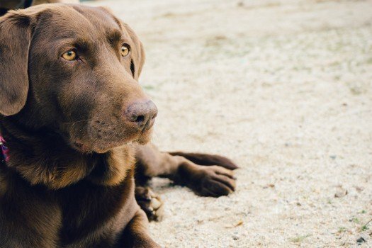 labrador-dog-relaxing-on-beach.jpg