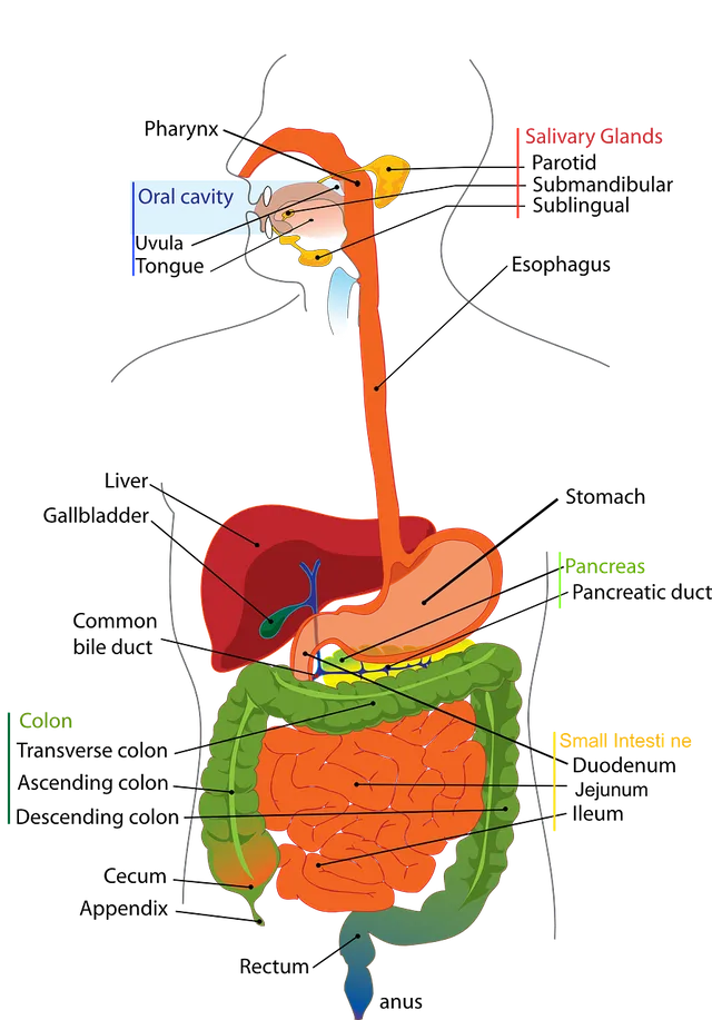 digestive-41529_1280.webp