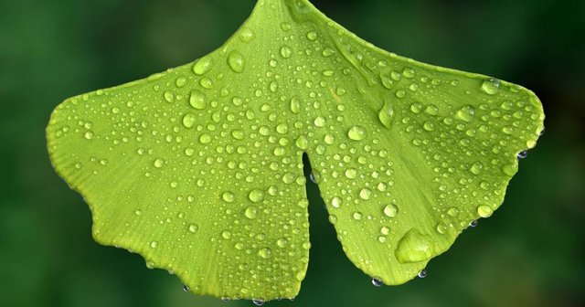 ginkgo-biloba_c195d659_1200x630.jpg