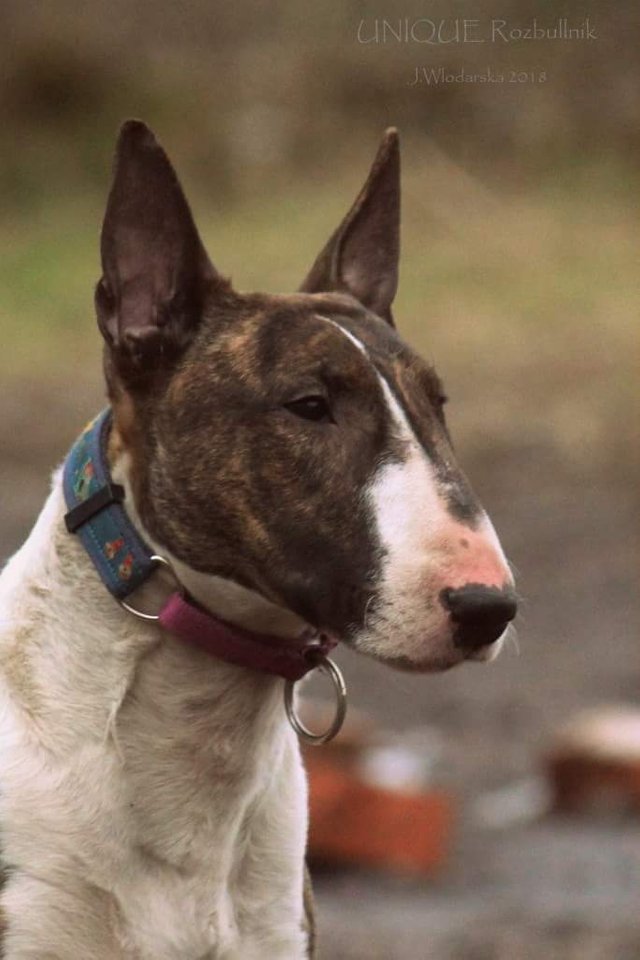 Ingrus sales bull terrier