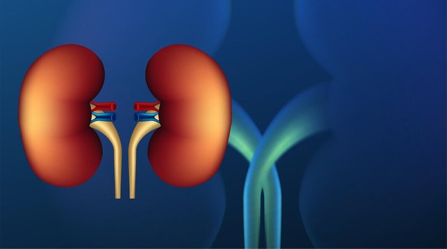 realist-human-kidney-cross-section-scientific-background-vector-illustration_587448-954.jpg