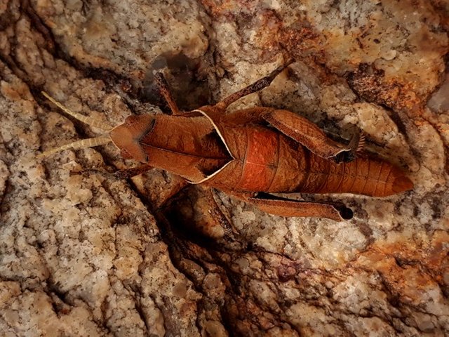 stone grasshopper2.jpg