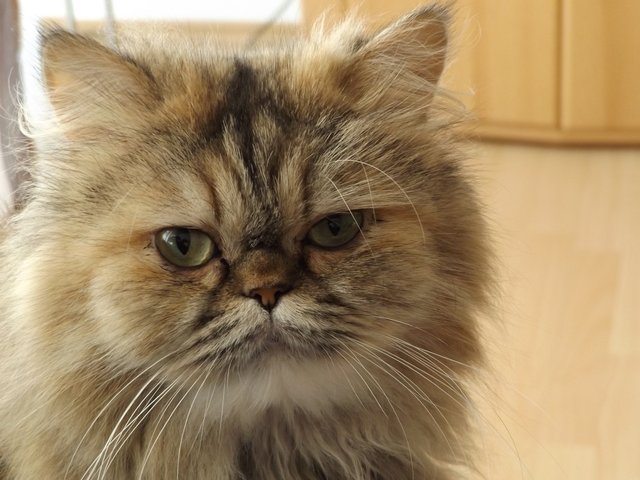 persian-cat-3413792_1280.jpg