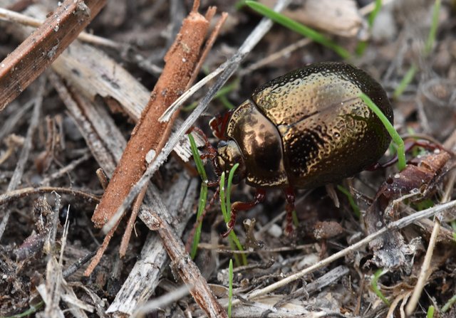 copper beetle Chrysolina banksi 3.jpg