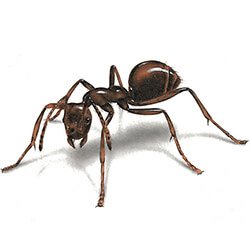 Ant-1.jpg