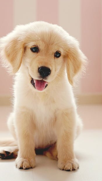 desktop-wallpaper-cute-dog-golden-dog-little-puppy-thumbnail.jpg