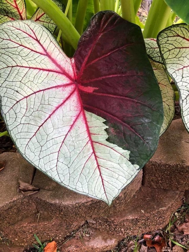 caladium.jpg