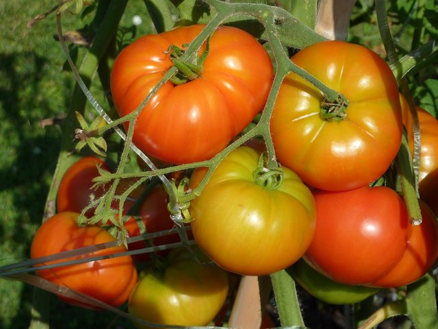 tomatoes-1320421_960_720.jpg