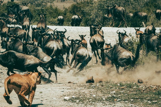 Best Reasons for Famous Serengeti Safari in Tanzania.jpg