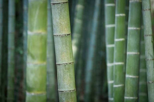 bamboo-3028709_1280.jpg