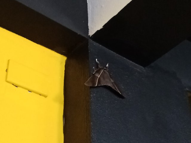 moth center.JPG