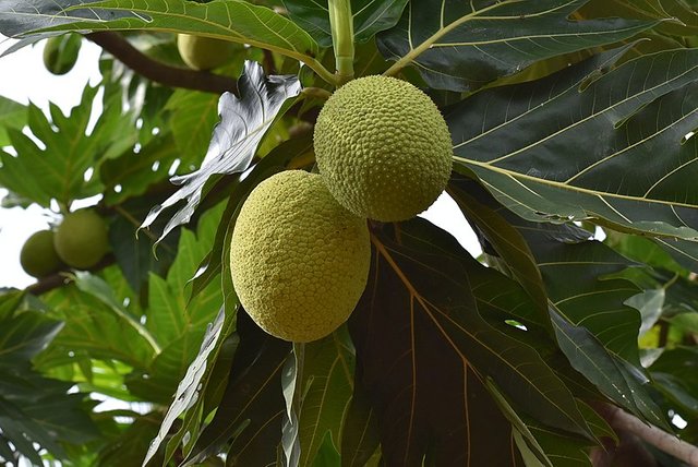 800px-Breadfruit_4.jpg