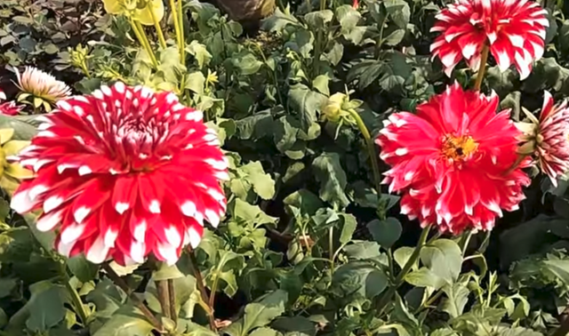 Very beautiful flowers in Pakistan.png
