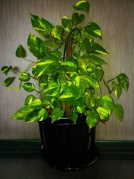 epipremnum-aureum.jpg