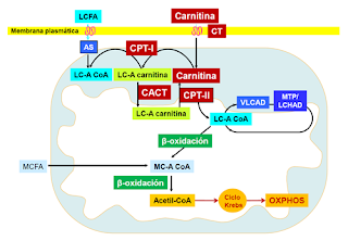 carnitina.png