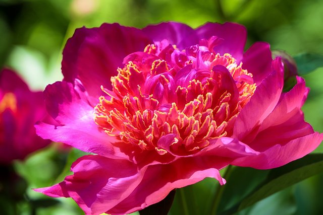 peony-5556678_1280.jpg