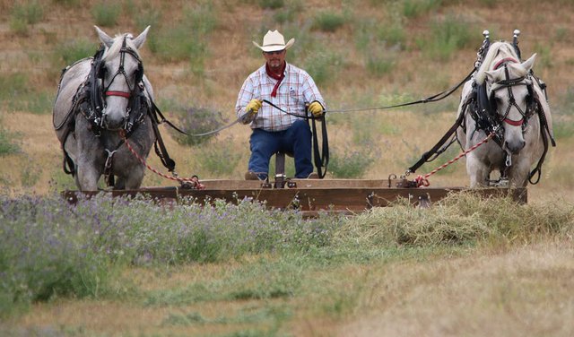 horses harvesting alfalfa resized.jpg