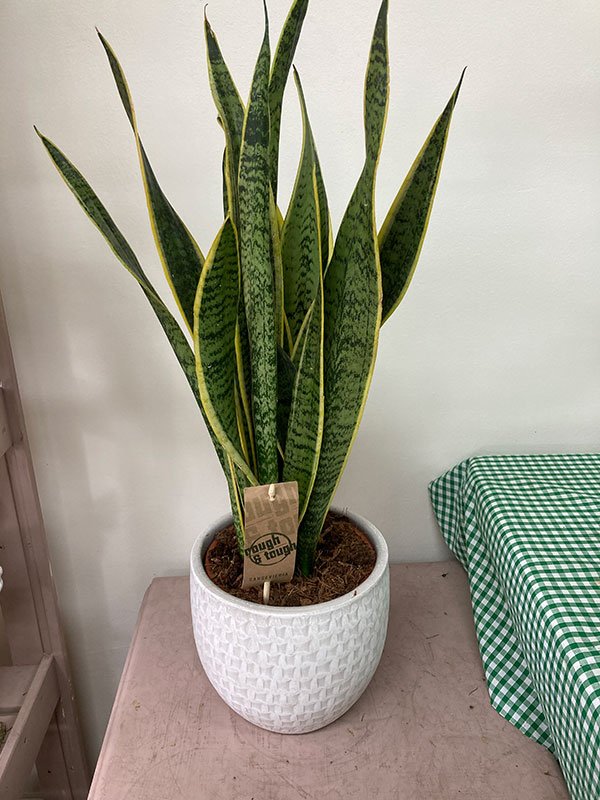 snake-plant.jpg