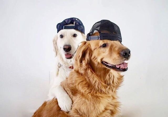 Dogs2.jpg