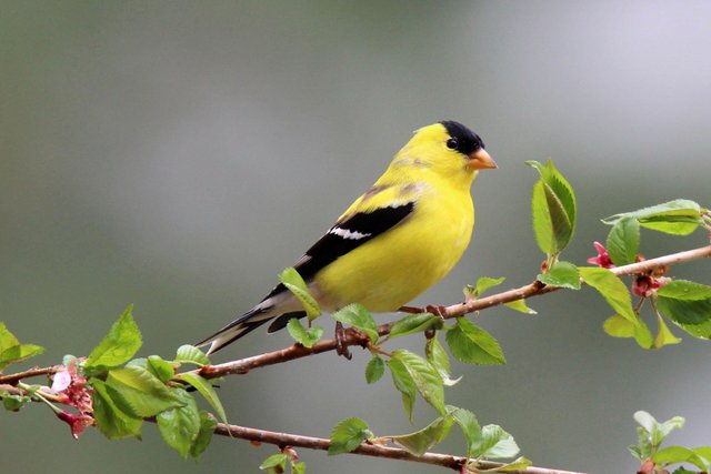 American goldfinch (2).jpg