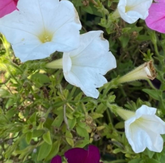 IMG_4548.jpeg