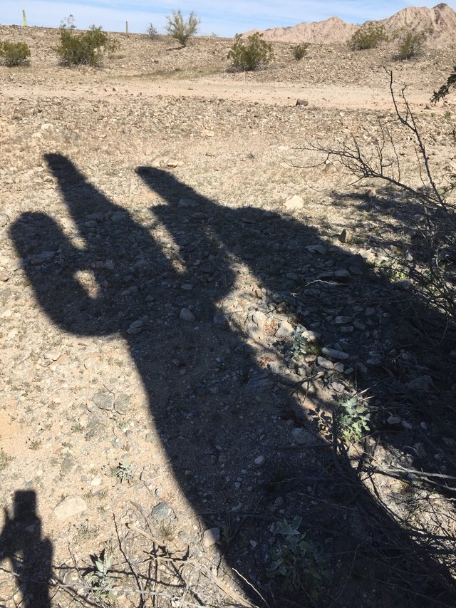 Saguaro wa shadow.JPG