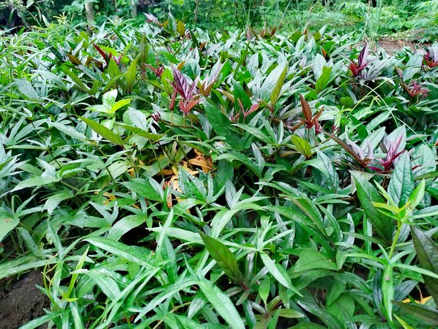 IMG_20250818_061755.jpg