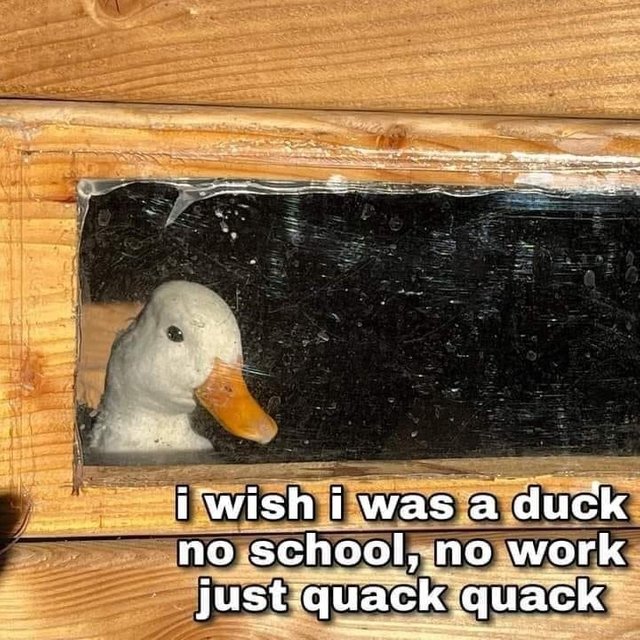 duck-wish-duck-no-school-no-work-just-quack-quack.jpg