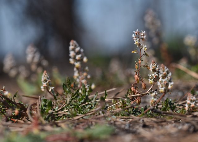 wildflower Sesamoides spathulifolia 3.jpg