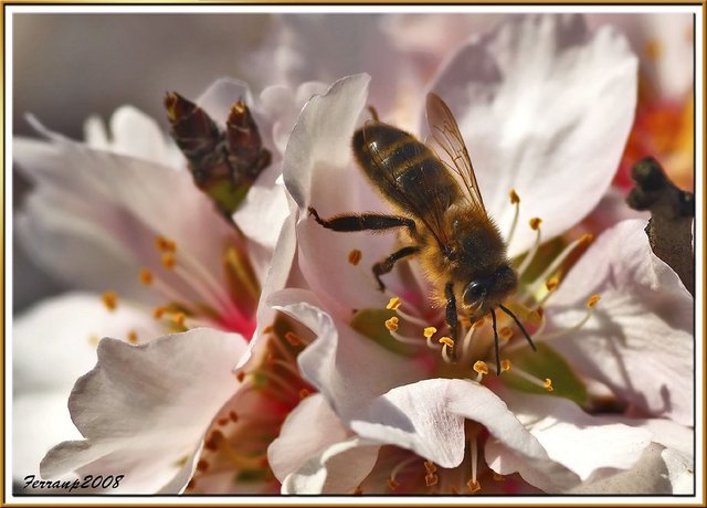almond bee.jpg