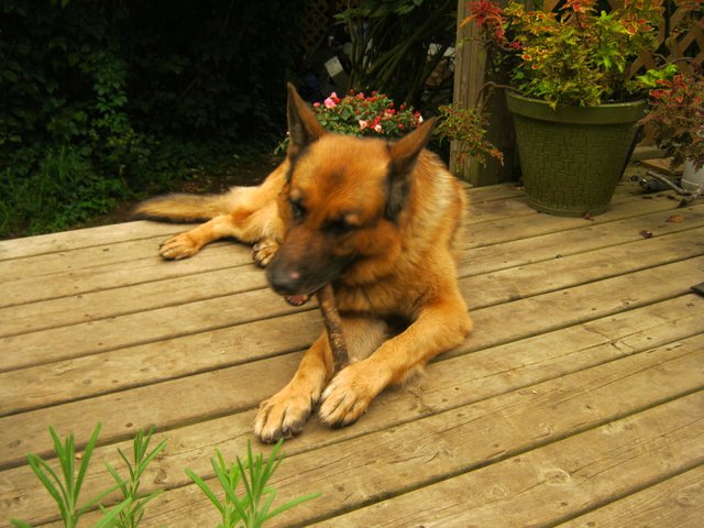 Bruno chewing on stick on deck.JPG