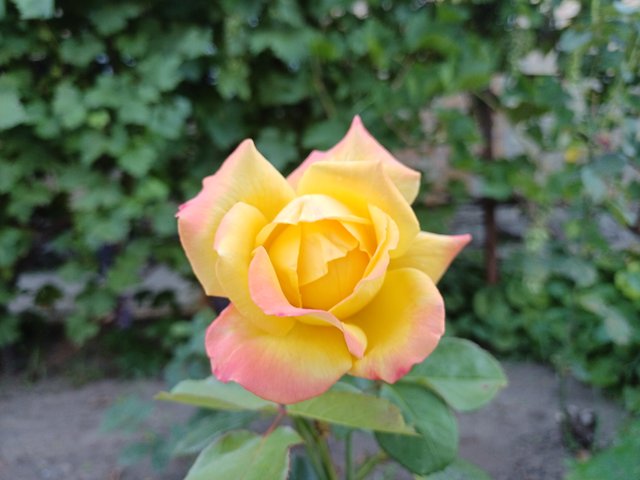 20250819_071303.jpg