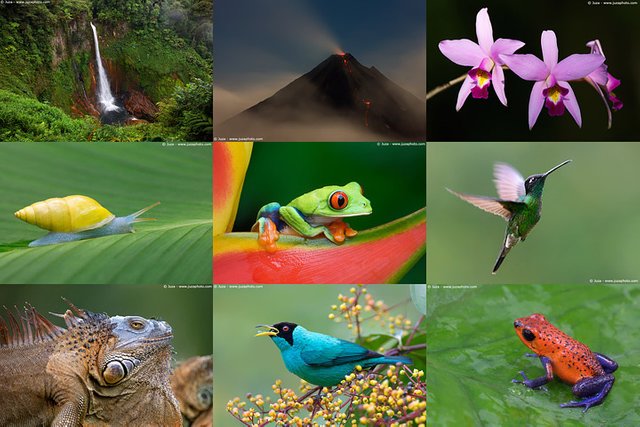 flora and fauna in Costa Rica.jpg