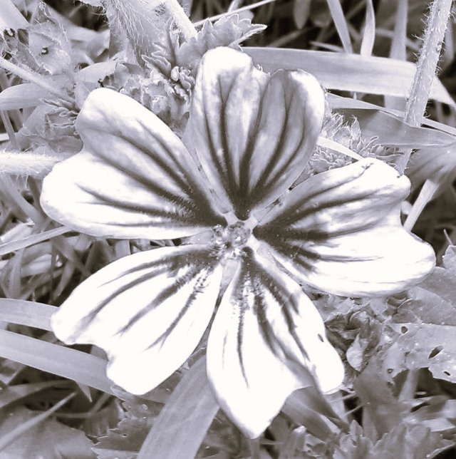 Flower Photography B&W Purple Unk Flower Amazing Close-up May 28 2017.jpg