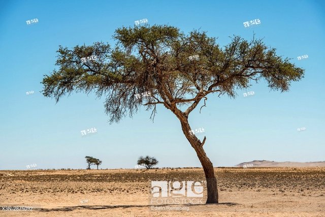 Acacia tree in_.jpg