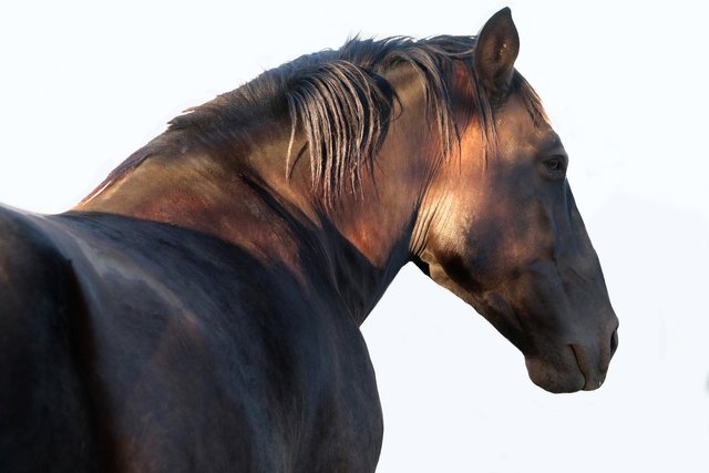 horse-2637117_1920.jpg