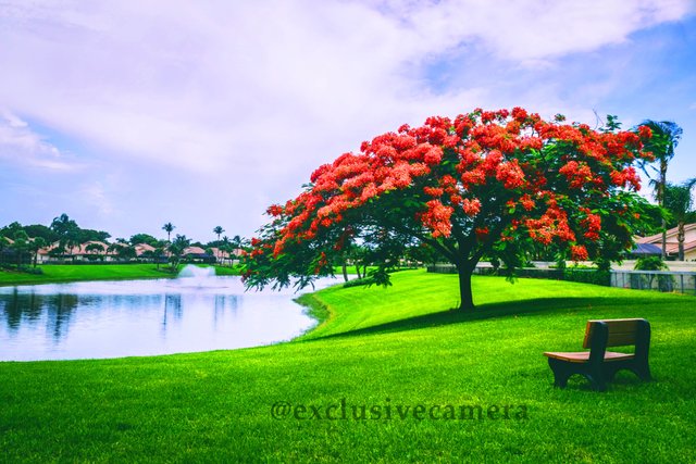 outdoors-park-background-with-beautiful-body-of-water-flowers-garden-plants.jpg