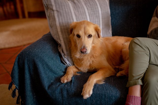 golden retriever lying.jpg