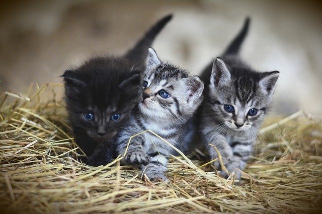 kittens-ga91e716a1_640.jpg