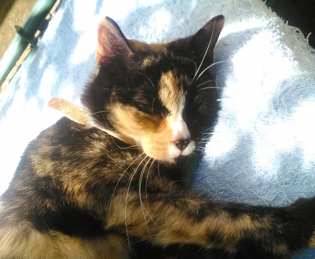 Cat Photography, Tinkerbell Garden Blue Towel Rest Sunbathing Closeup, June 1 2017.jpg