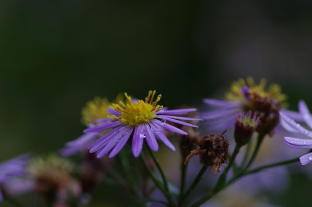 TtW_freigestellteblumen2019_07.jpg