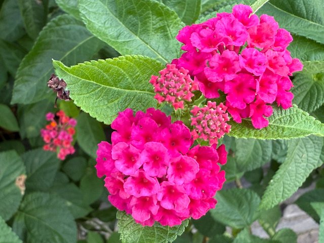 IMG_0769.jpeg