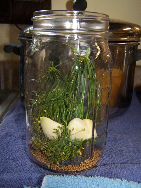 Dill pickles - dill and spices in jar2 crop Aug. 2018.jpg