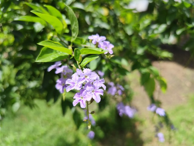 IMG_20250708_133252.jpg