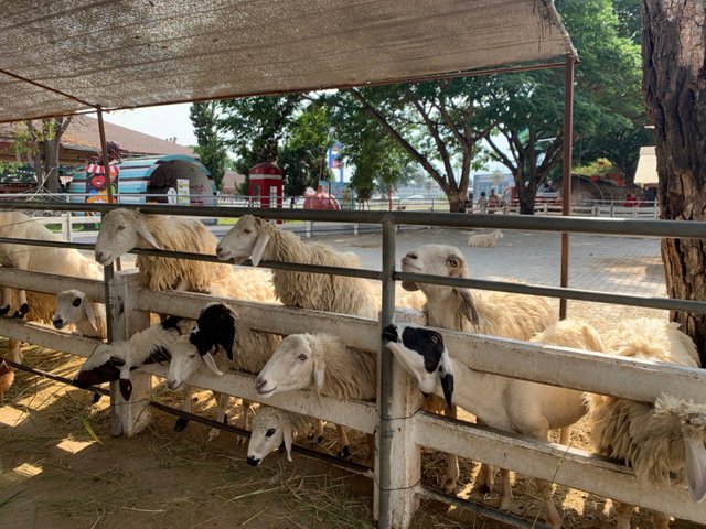 Swiss Sheep Farm18.jpg