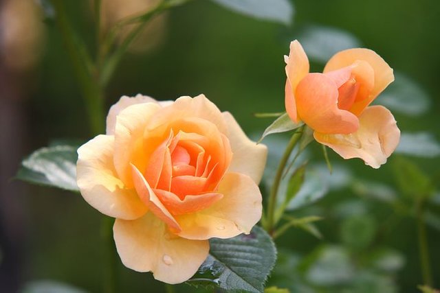 rose-616013__480.jpg